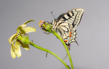 Farfalla macaone