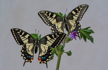 Farfalla macaone