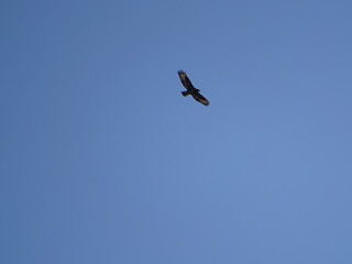 a red kite in the blue sky