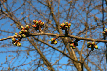 Kirschbaumknospen