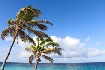 Fototapeta na wymiar Two palms, sea and blue sky with clouds.