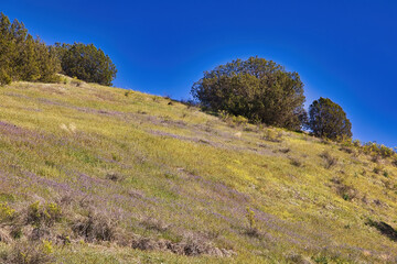 Obraz premium Exploring Highway 58 in Central California in the spring