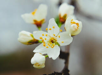 White cherry blossom
