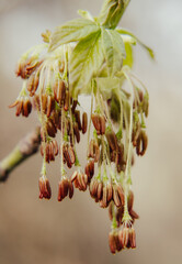 buds of a willow