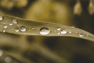 Leaf with water splashes on it