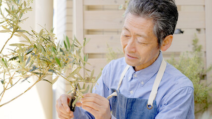 ベランダガーデニングするシニア男性 剪定