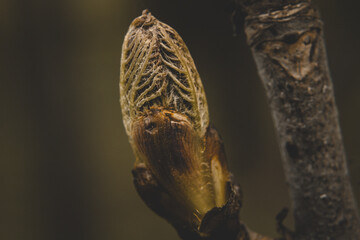 Bulb of a flower right next to a tree