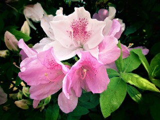 Obraz premium パステルピンクのツツジ