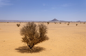 Fototapeta na wymiar A desert landscape with acacia trees and shrubs, Saudi Arabia