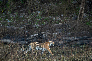 Fototapeta na wymiar wild bengal tiger on stroll or prowl for territory marking of terai region forest at uttarakhand india - panthera tigris tigris