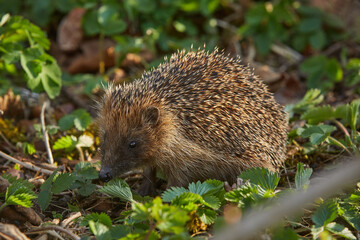 Igel im Garten