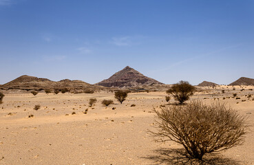 A desert landscape with acacia trees and shrubs, Saudi Arabia