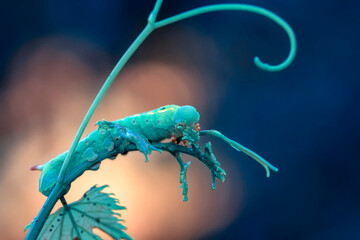 Macro shots, Beautiful nature scene. Close up beautiful caterpillar of butterfly  