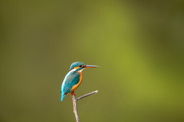 common kingfisher or Alcedo atthis is a small colorful bird portrait with natural green background at keoladeo ghana national park or bharatpur bird sanctuary rajasthan india
