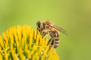 Beautiful honey bee closeup on flower gather nectar and pollen. Animal sitting for pollination. Important insect for environment ecology ecosystem. Awareness of nature climate change sustainability
