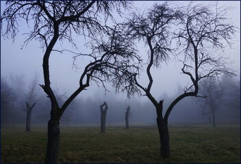 Bäume im Nebel