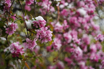 Cherry blossoms on the branches of a tree under the cover of melting snow