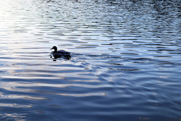 Kaczka w wodzie