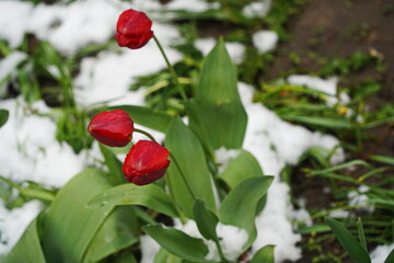 Obraz premium Fresh wildflowers with water drops and melted snow.