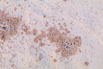 Spuren und Wassertropfen auf Sandboden