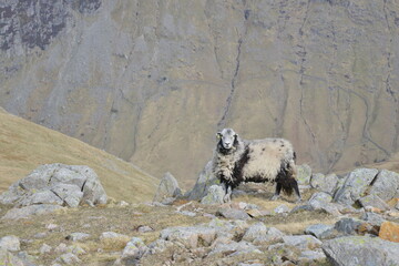 Sheep in the Lake District - Cumbria, England, UK