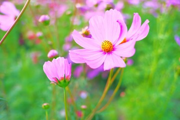 Beautiful cosmos flower field
