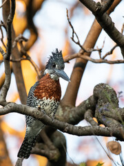 Giant Kingfisher - Megaceryle