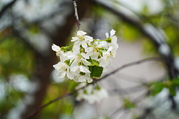 Branches with fresh flowers under the cover of melting snow.