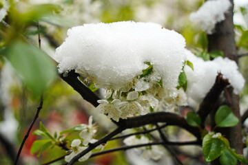 Branches with fresh flowers under the cover of melting snow.