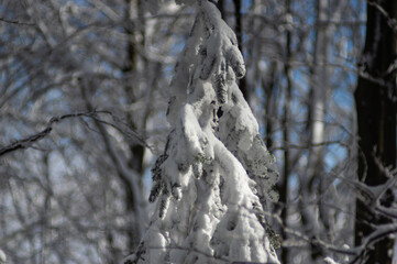 A tree covered with snow in a winter forest