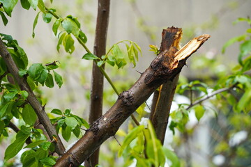 Broken branches of bushes due to snowfall.