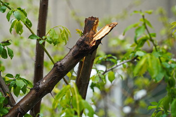 Broken branches of bushes due to snowfall.