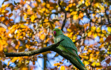 Green ring-necked parakeet (Psittacula krameri)
