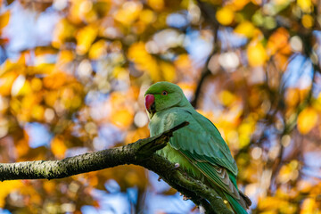 Green ring-necked parakeet (Psittacula krameri)