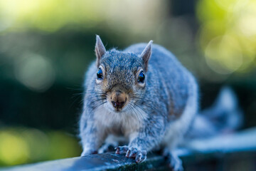Grey squirrel (Sciurus carolinensis)