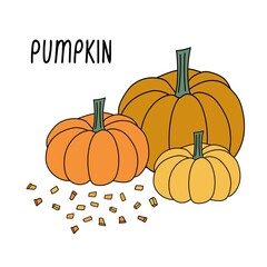 Three different size pumpkins with slices around vector illustration template for banners, print and thanksgiving day backgrounds. 