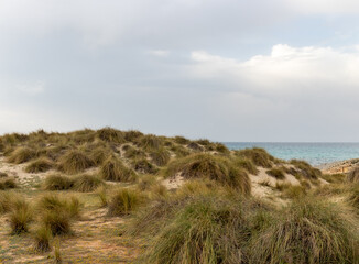 Grass on dunes at cala mesquida beach in mallorca in spring, spain. Nature preservation and protection area