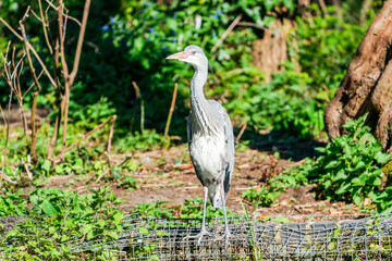 Fototapeta premium Grey heron (Ardea cinerea)