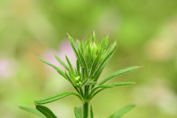 macro shot of lıttle ınsects