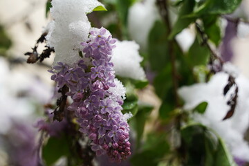 Branches with fresh lilac flowers under the snow cover.