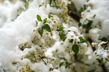 Branches with fresh flowers under the cover of melting snow.