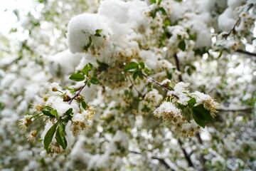 Branches with fresh flowers under the cover of melting snow.
