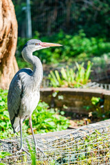 Grey heron (Ardea cinerea)