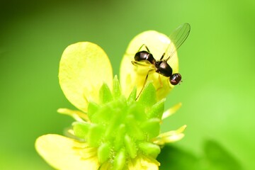 macro shot of lıttle ınsects