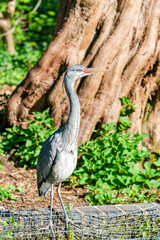 Fototapeta premium Grey heron (Ardea cinerea)