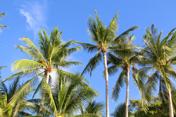 Fototapeta na wymiar coconut palm trees with blue sky. Summer nature background.
