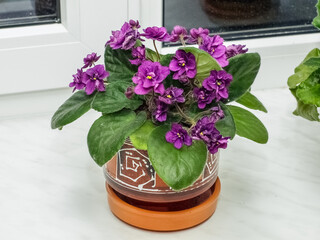 Violet uzambar purple in a pot on a windowsill