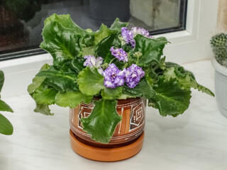 Violet uzambar terry two-color in a pot on a windowsill