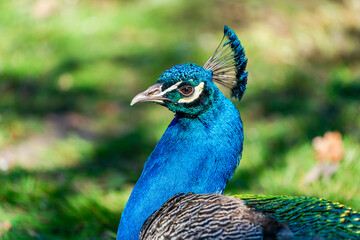 Peafowl male (Pavo)