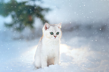 beautiful white kitten of British breed sits at dusk, in winter, in nature, it is snowing